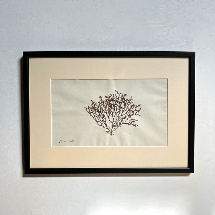 Antique real seaweed framed