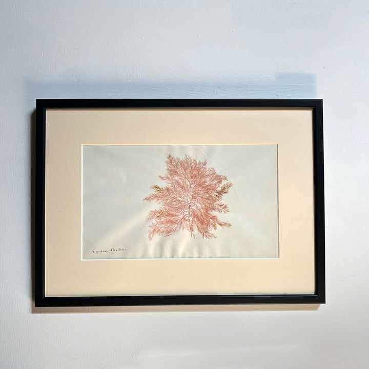 Antique real seaweed framed