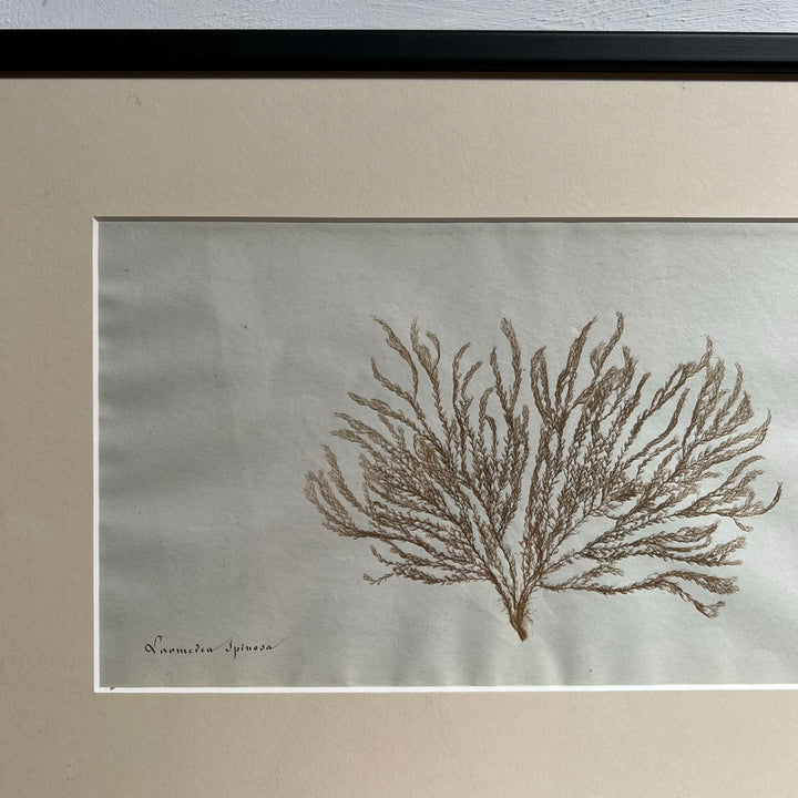 Antique real seaweed framed | no 1