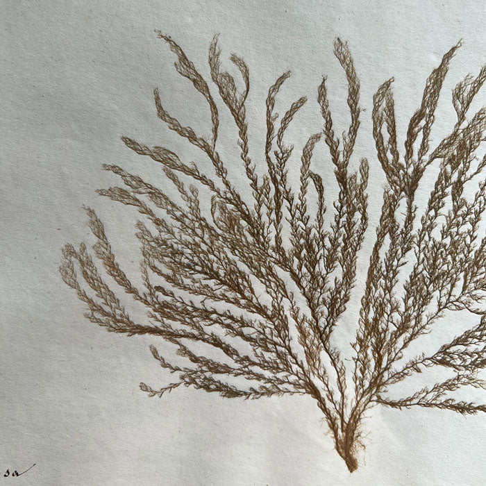 Antique real seaweed framed | no 1