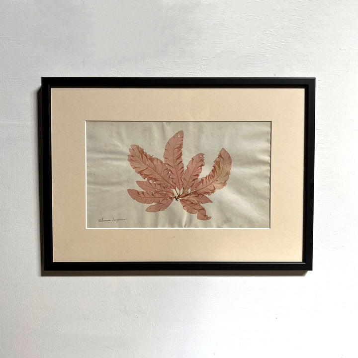 Antique real seaweed framed