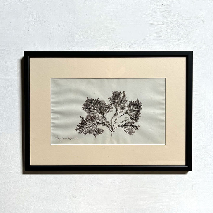 Antique real seaweed framed