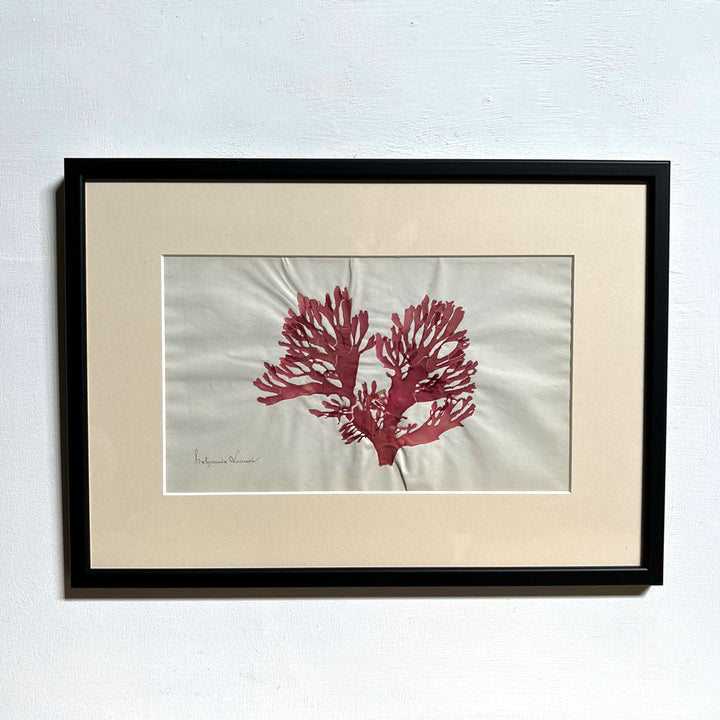 Antique real seaweed framed