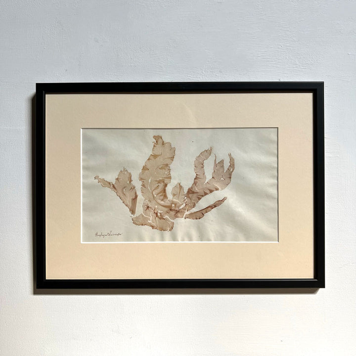 Antique real seaweed framed