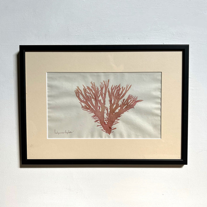 Antique real seaweed framed