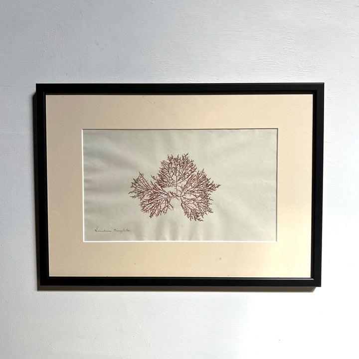 Antique real seaweed framed