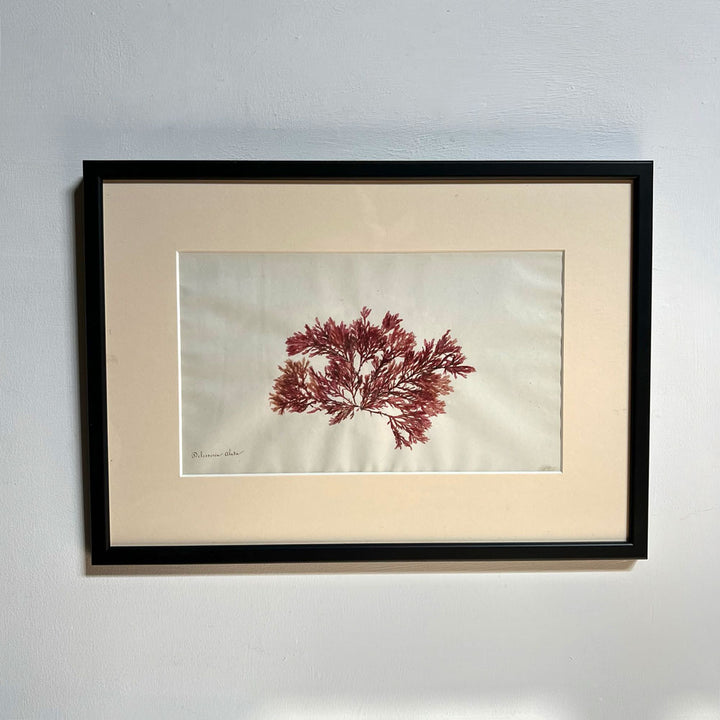 Antique real seaweed framed