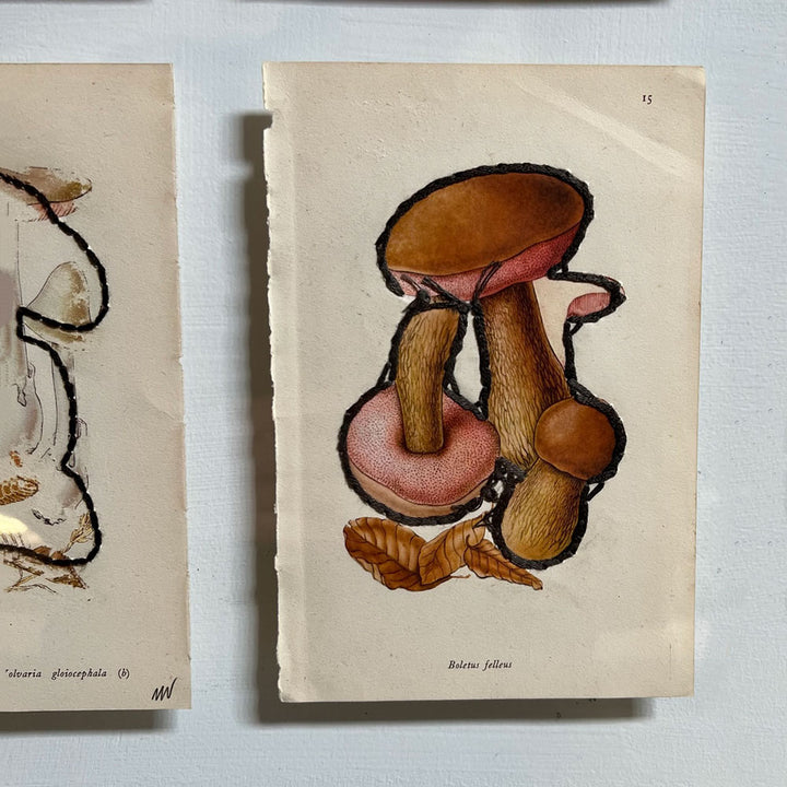 Mixed Botanical book plate Art | A