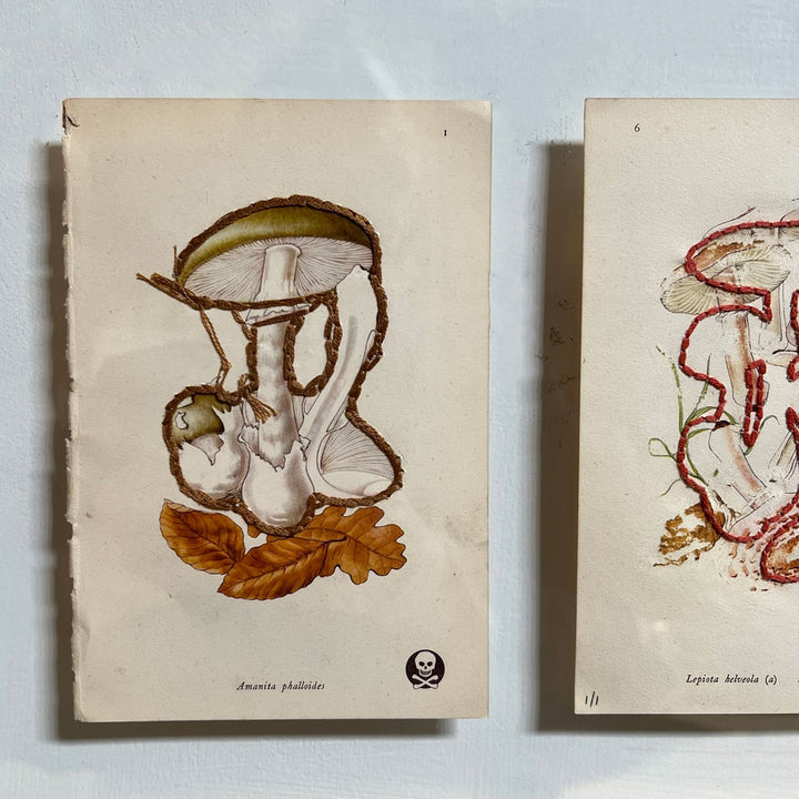 Mixed Botanical book plate Art | A