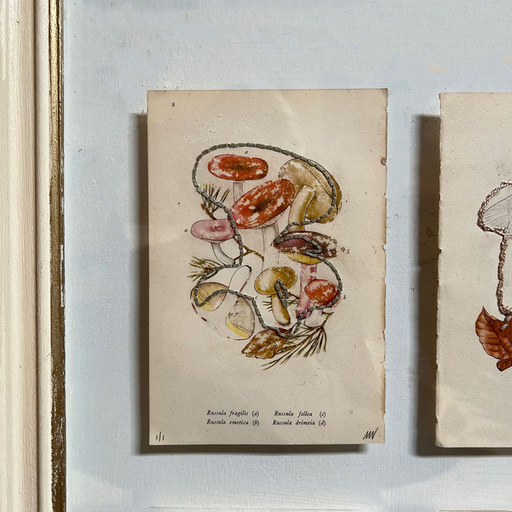Mixed Botanical bookplate Art