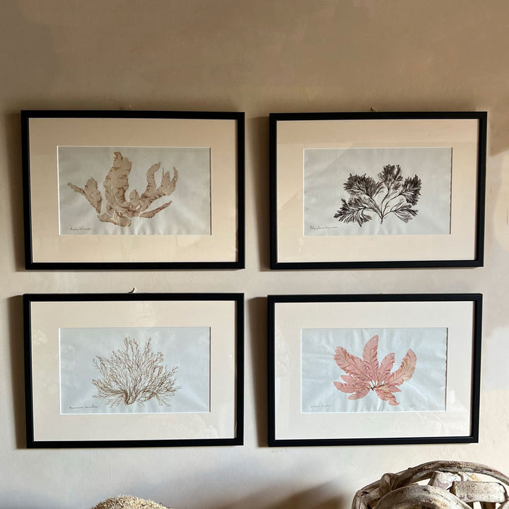 Antique real seaweed framed