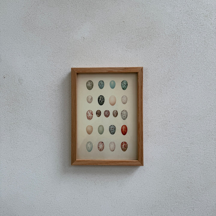 Small Oak Framed Egg Prints