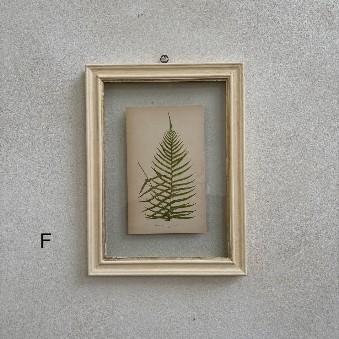 Antique White Framed Fern Print | Small