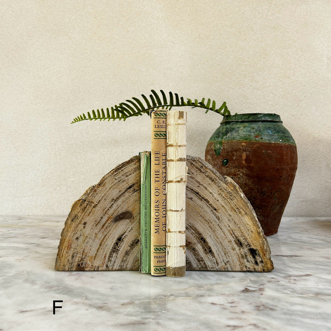 Petrified Wood Pair of Bookends
