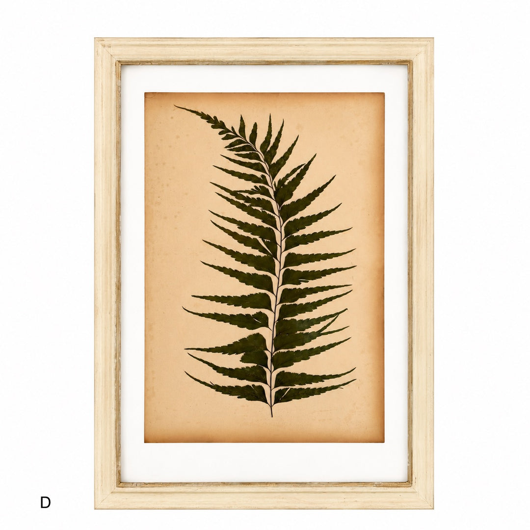 Antique Framed Fern Herbarium | Glass White Frame