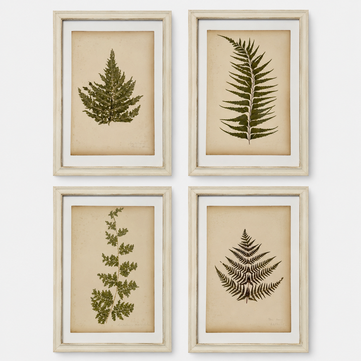 Antique Framed Fern Herbarium | Glass White Frame