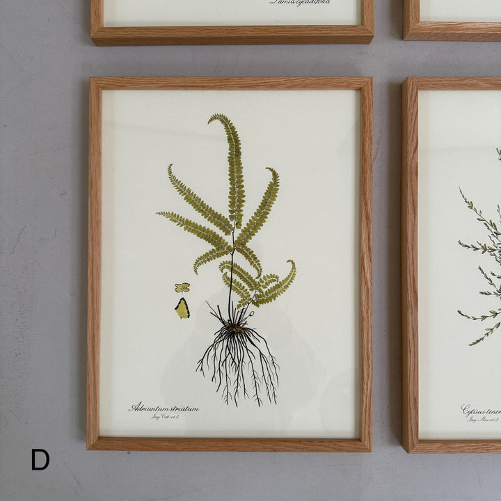 Oak Framed Botanical Prints
