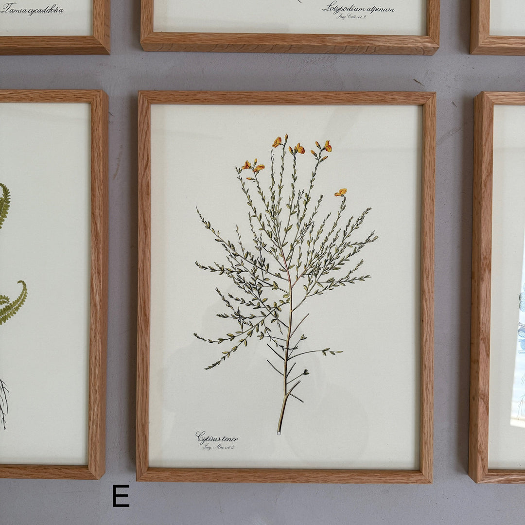 Oak Framed Botanical Prints