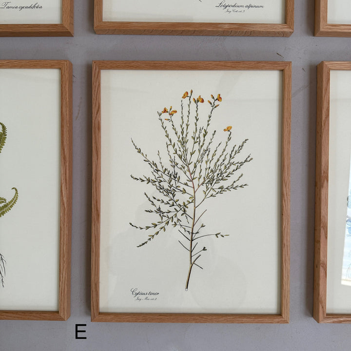 Oak Framed Botanical Prints