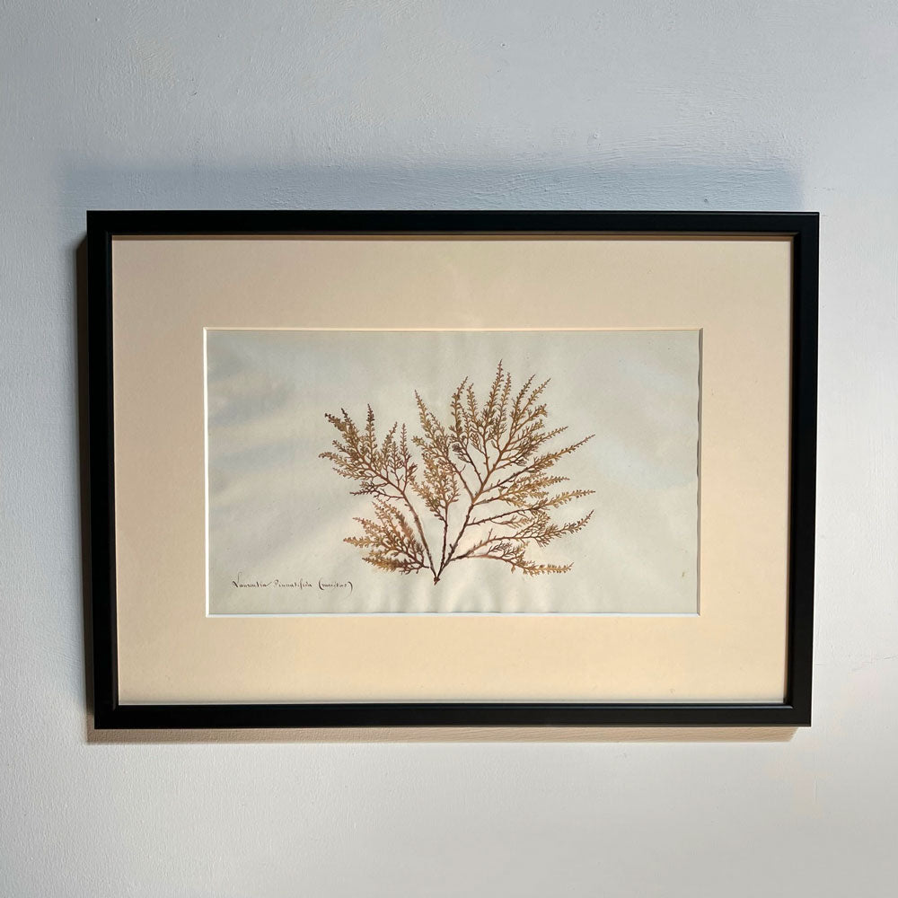 Antique real seaweed framed