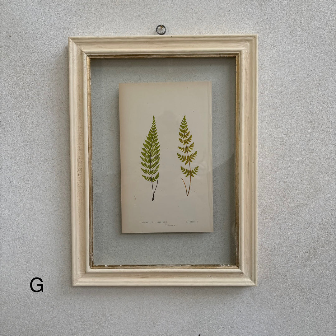 Antique White Framed Fern Print | Small