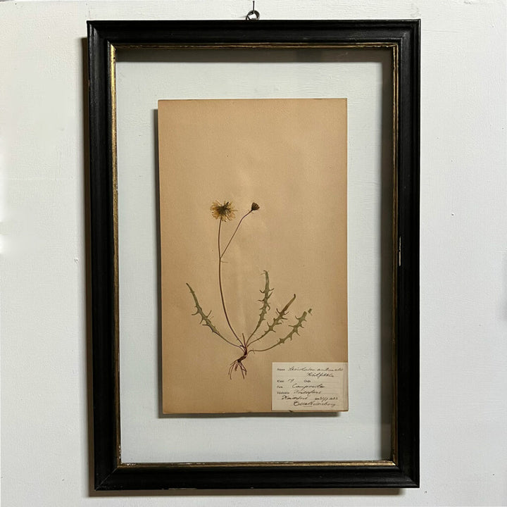 Framed Botanical | Vintage Pressed Flower Artwork