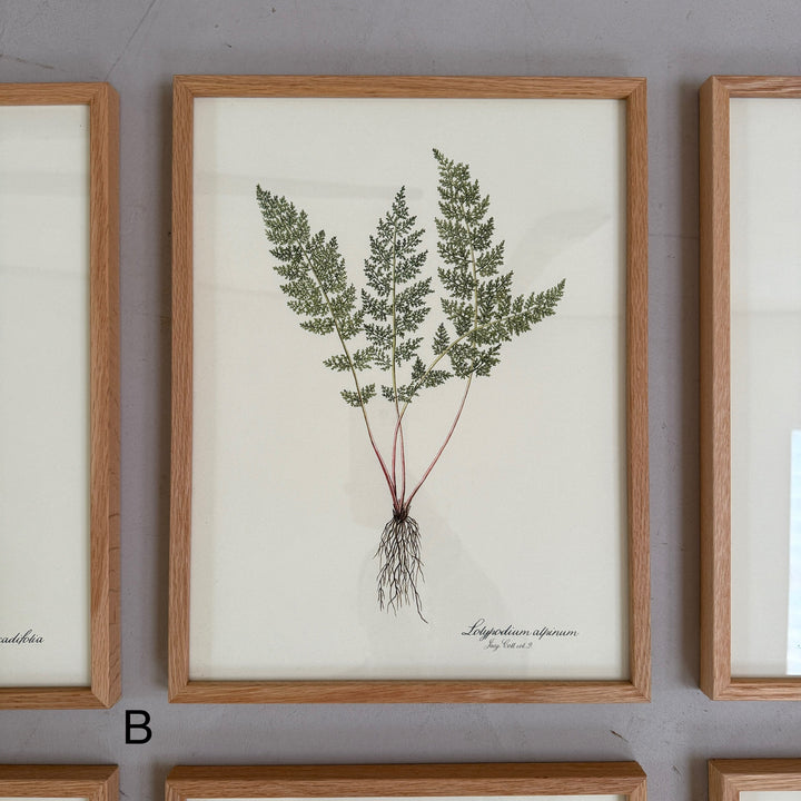 Oak Framed Botanical Prints