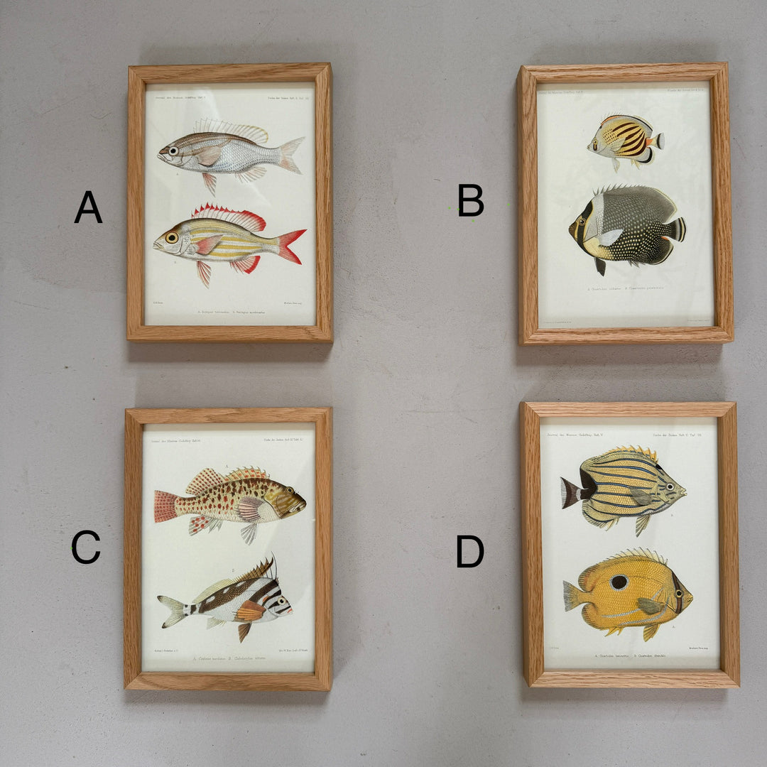 Small Oak Framed Fish Prints
