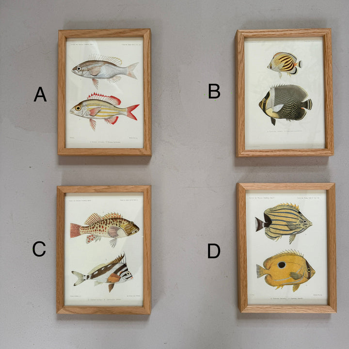 Small Oak Framed Fish Prints