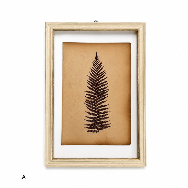 Antique Framed Fern Herbarium | Glass White Frame