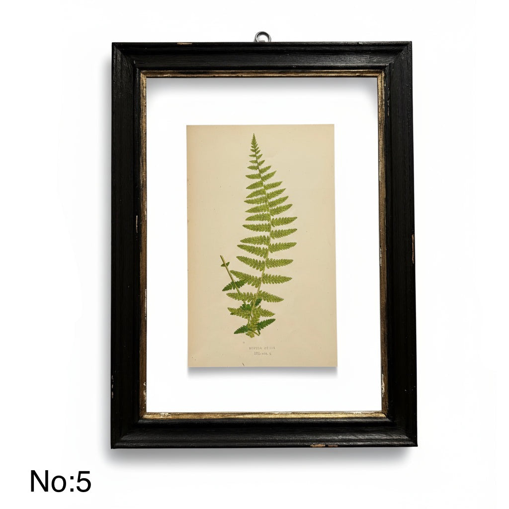Antique Black Framed Fern Print | Small