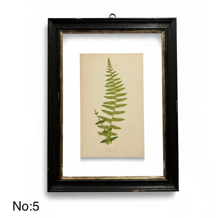 Antique Black Framed Fern Print | Small