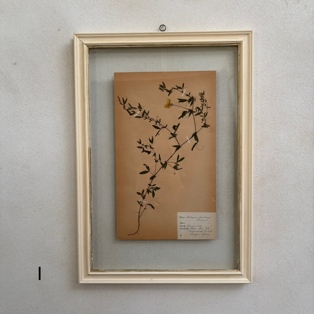White Framed Botanical | Vintage Pressed Flower Artwork | Large