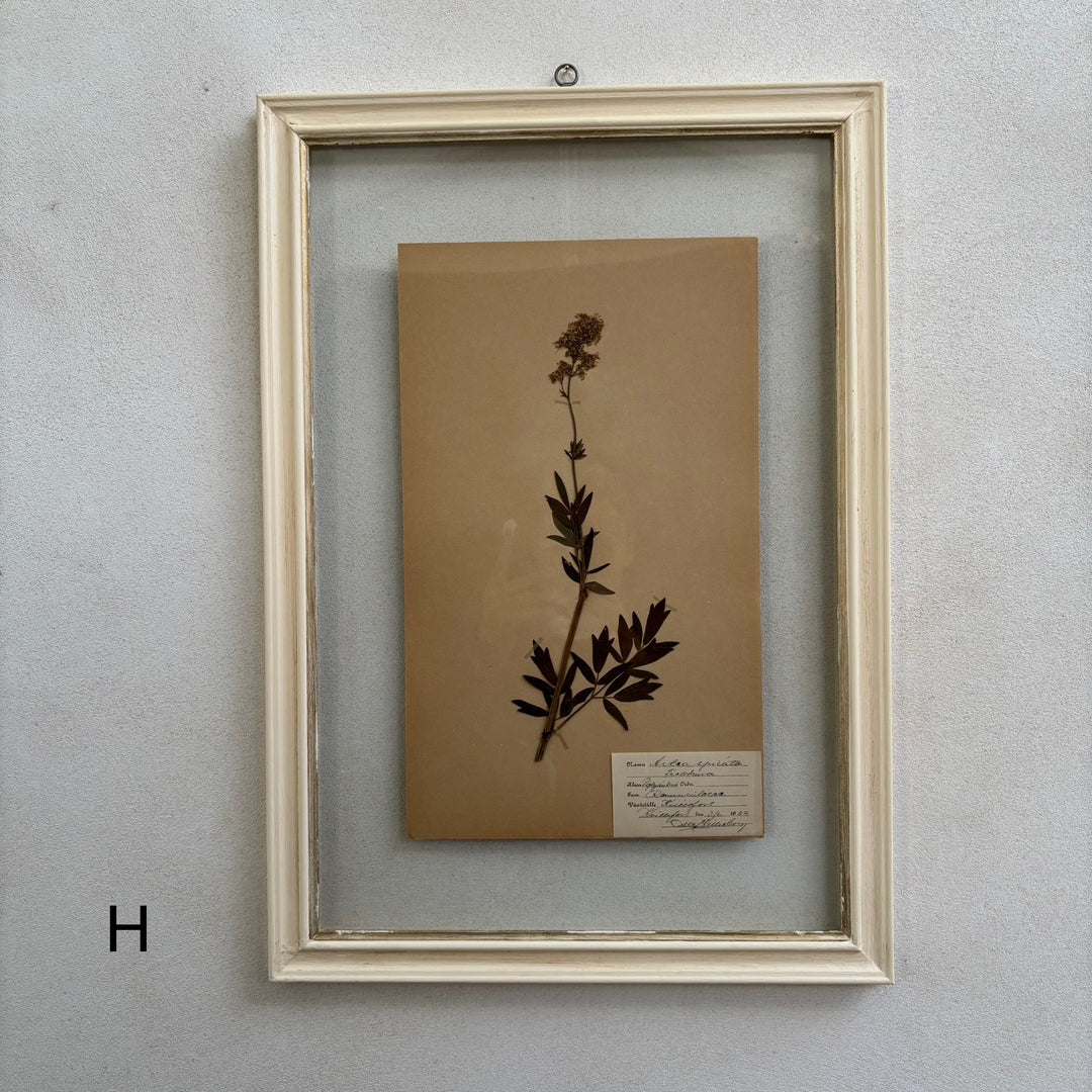 White Framed Botanical | Vintage Pressed Flower Artwork | Large