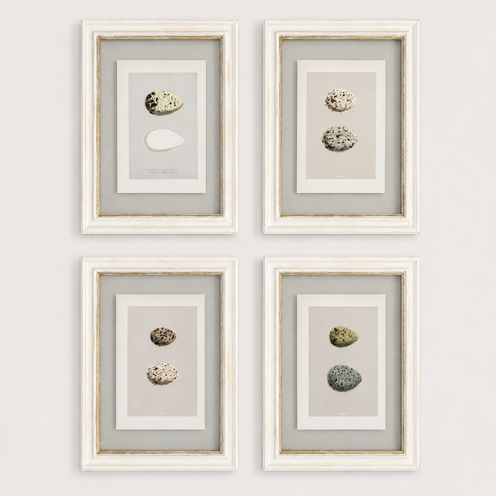 Framed Antique Hand-Coloured Engraving | Birds Eggs