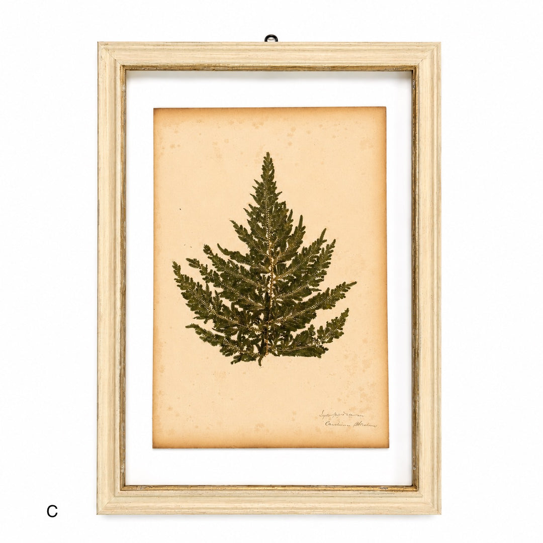 Antique Framed Fern Herbarium | Glass White Frame