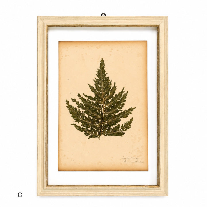 Antique Framed Fern Herbarium | Glass White Frame