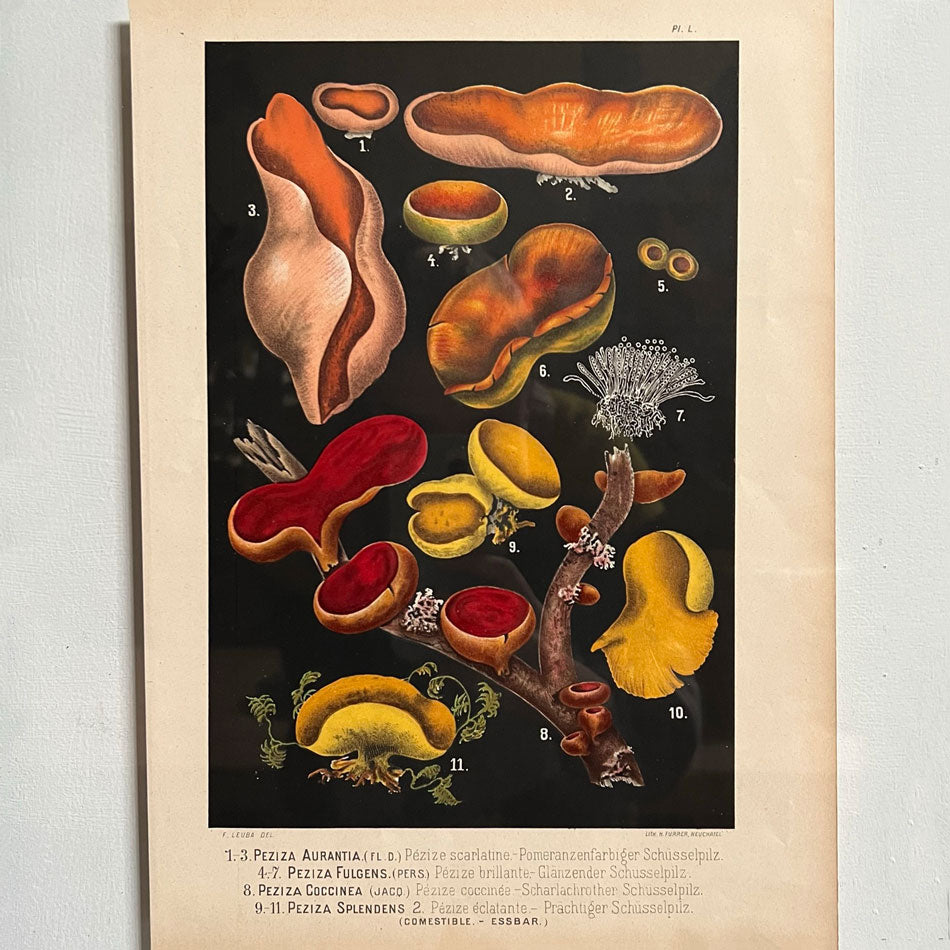 Antique Book Plate Print Mushrooms | 01