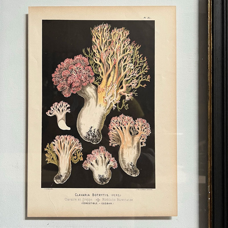 Antique Book Plate Print Mushrooms | 02
