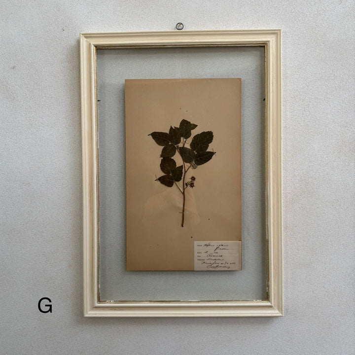 White Framed Botanical | Vintage Pressed Flower Artwork | Large