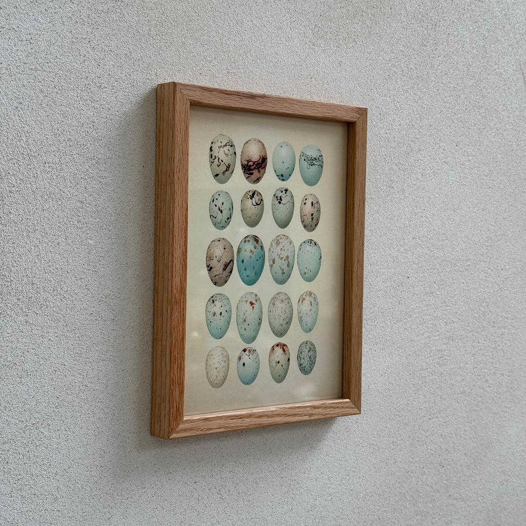 Small Oak Framed Egg Prints