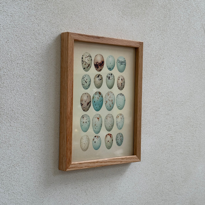 Small Oak Framed Egg Prints