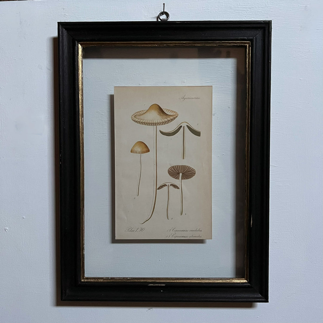 Antique Framed Mushroom Print