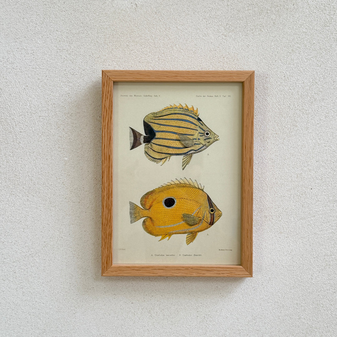 Small Oak Framed Fish Prints