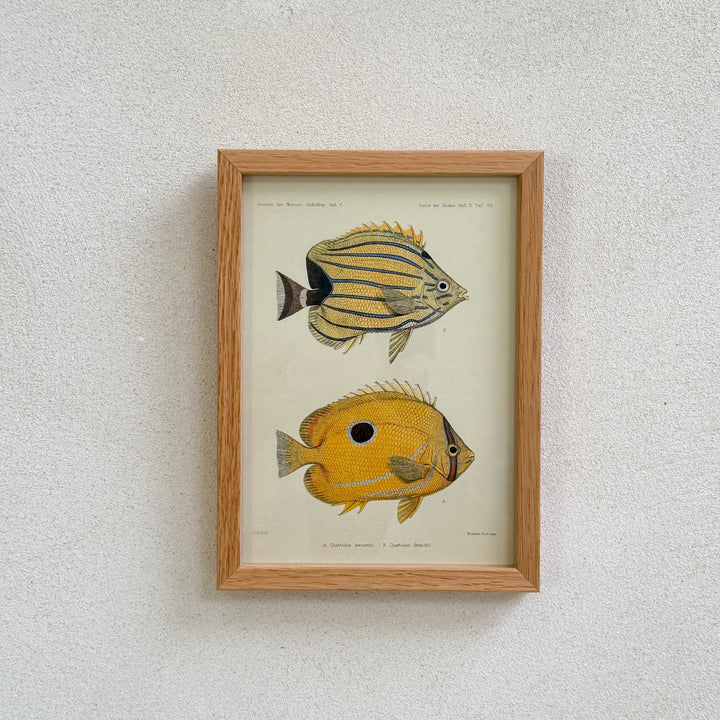 Small Oak Framed Fish Prints
