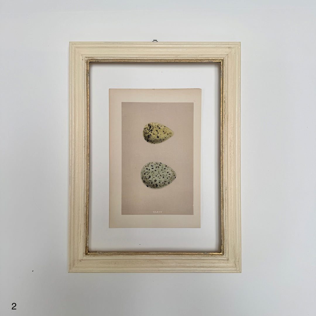 Framed Antique Hand-Coloured Engraving | Birds Eggs