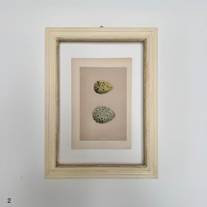 Framed Antique Hand-Coloured Engraving | Birds Eggs