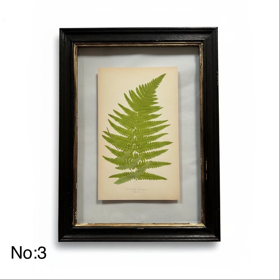 Antique Black Framed Fern Print | Small
