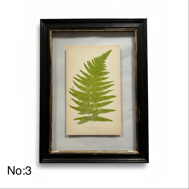 Antique Black Framed Fern Print | Small