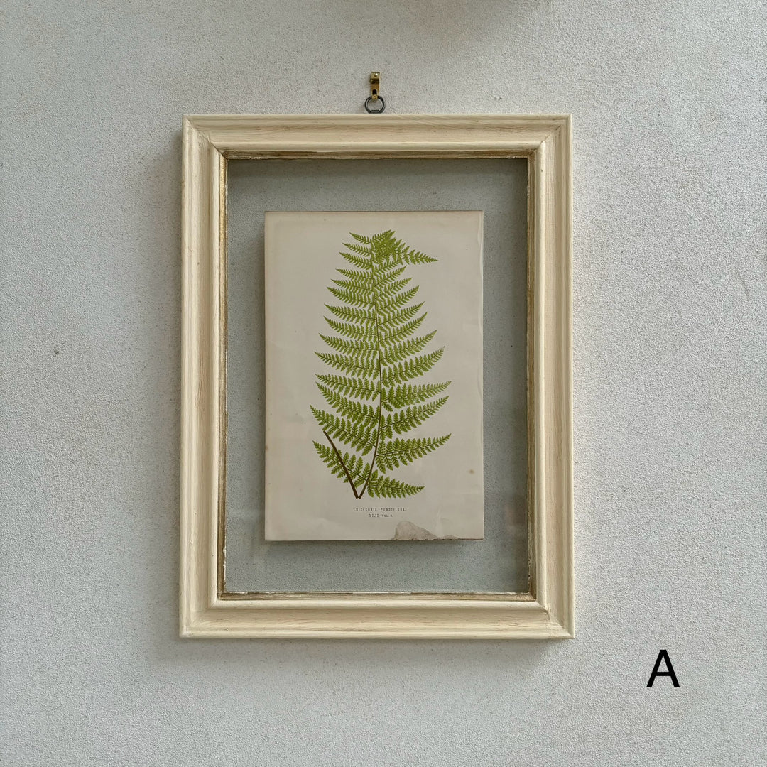 Antique White Framed Fern Print